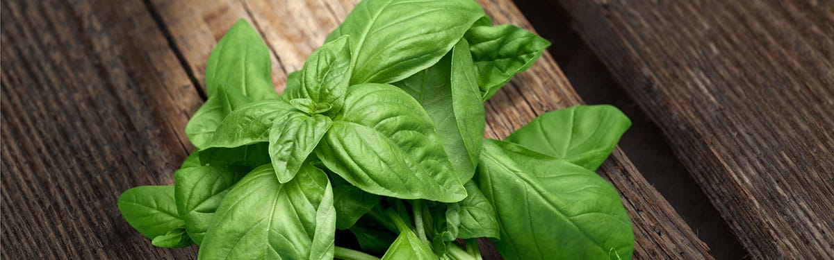 Erbe_aromatiche_basilico_subcategoria_1200 Erbe_aromatiche_basilico_subcategoria_1200