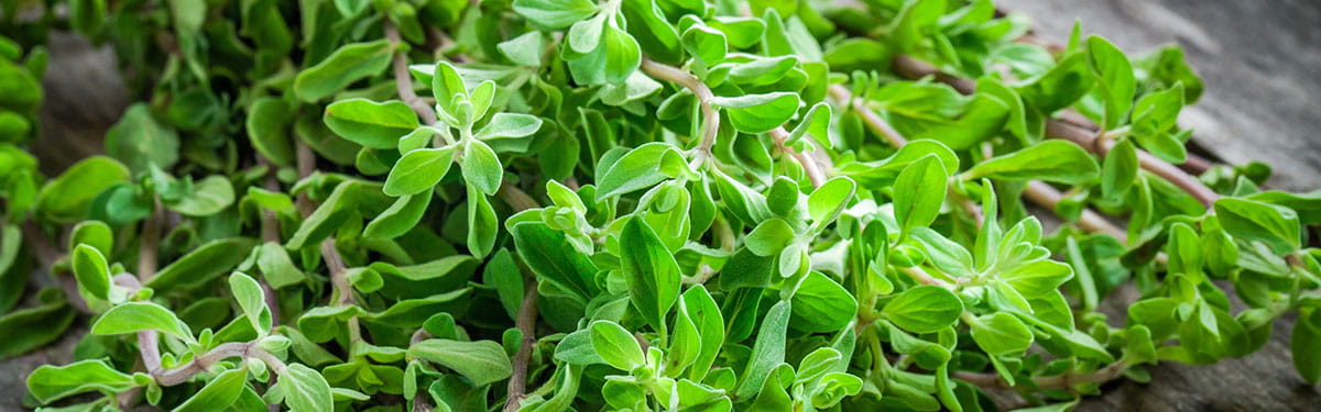 Erbe_aromatiche_maggiorana_subcategoria_1200 Erbe_aromatiche_maggiorana_subcategoria_1200